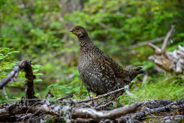 Brown and White Grouse Walks in Forest