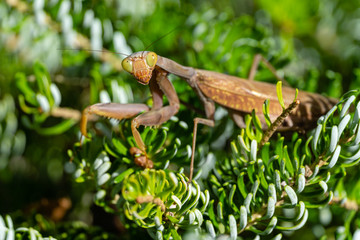 Portrait of brown female European Mantis or Praying Mantis in natural habitat. Mantis Religiosa looking at camera and sits on branches of Abies koreana Silberlocke. There is place for text