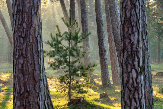 Young pine tree in a pine forest.