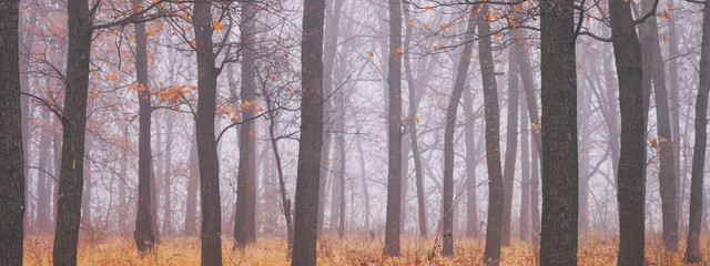 Fototapeta na wymiar Autumn landscape, background - autumn forest with fallen leaves in the fog