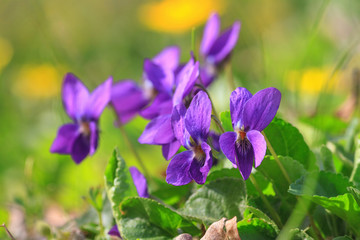 Violet violets flowers bloom in the spring forest. Viola odorata