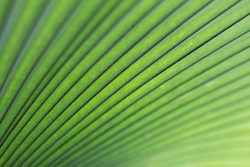 Obraz premium Palm leaf abstract texture