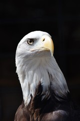 Portrait of an American bald eagle