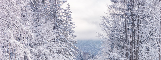 Winter landscape, banner - view of the snowy trees in the winter mountain forest after snowfall