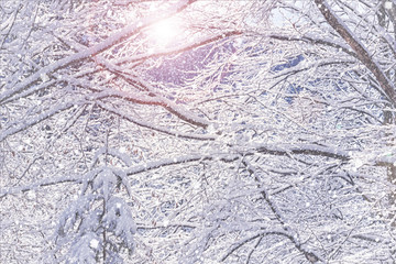 Winter landscape - view of the snowy branches in the winter mountain forest after snowfall