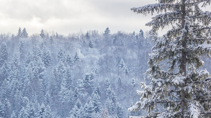 Winter landscape - view of the snowy trees in the winter mountain forest after snowfall
