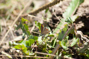 Hauhechel Bläuling Schmetterling Polyommatus icarus	
