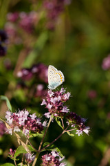 common blue butterfly (Polyommatus icarus) 
