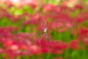 red poppy in the field