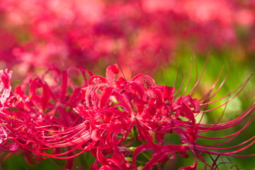 red flower in the garden