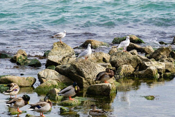 Three young Slender-billed gull (Larus genei, Chroicocephalus genei) and many Beautiful Mallard duck, or Wild Duck (Anas platyrhynchos) are standing on stones near Black Sea coast in Crimea