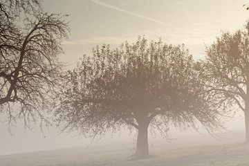 Baum im Nebel. Traurige neblige Landschaft Hintergrund
