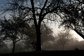 Bäume im Nebel