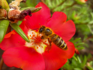 bee on a flower