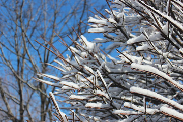 Snow-Covered Tree Branches