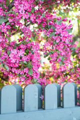 Fototapeta premium flowers in the garden