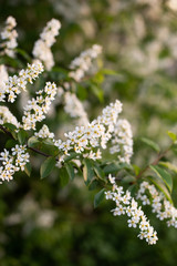 white flowers of a tree in spring