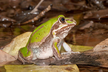 Giant Frog or Northern Snapping Frog