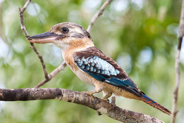 Blue-winged Kookaburra of Northern Australia