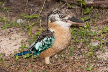 Blue-winged Kookaburra of Northern Australia