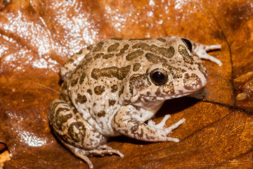 Australian Marbled Frog
