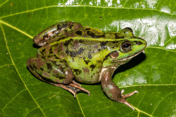 Fototapeta na wymiar Dahl's Aquatic Frog