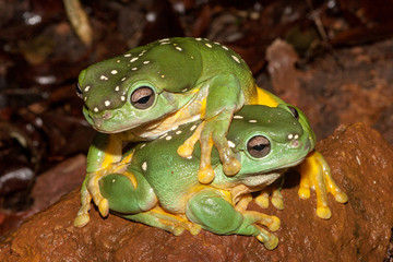 Magnificant Tree Frog