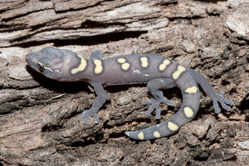   Occelated Velcet Gecko