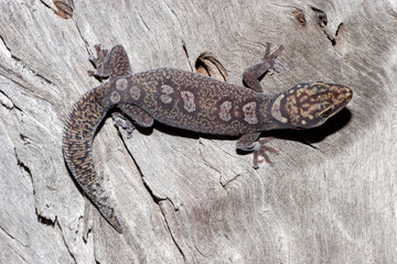 Adult Australian Occelated Velvet Gecko