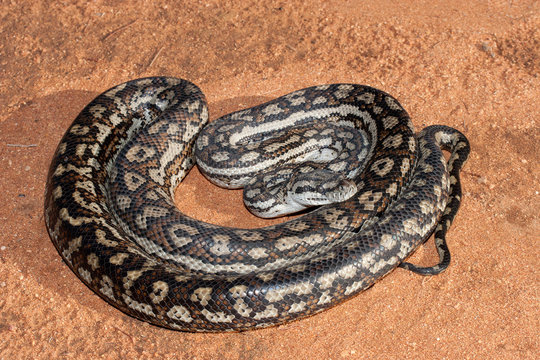 Australian Murray Darling Carpet Python
