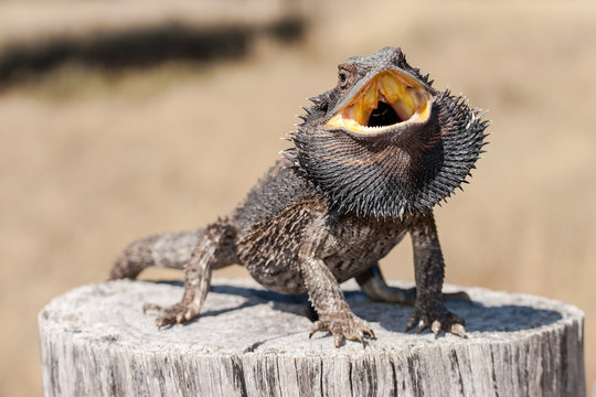 Eastern Bearded Dragon