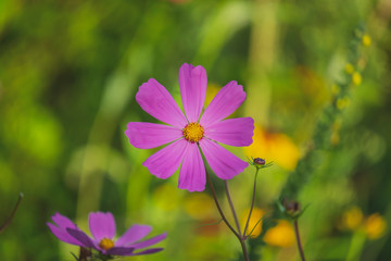 Bonita flor violeta isolada na natureza