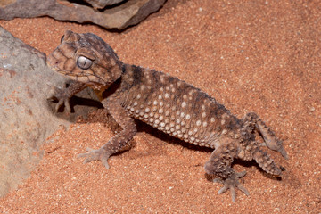 Centralian Knob-tailed gecko 
