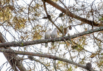 Bonito casal de pombos nas galhas de árvore
