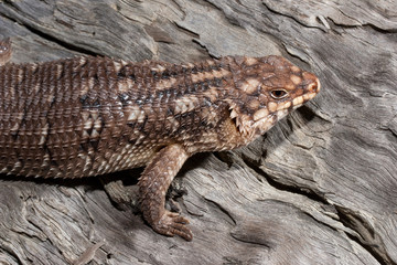Hosmers Skink