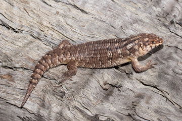 Australian Hosmers Skink