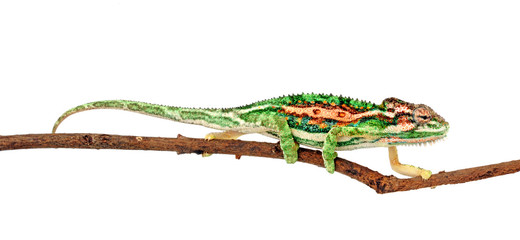 Cape dwarf chameleon / Buntes Zwergchamäleon (Bradypodion pumilum)