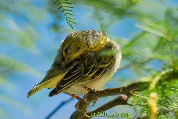 bird on a branch