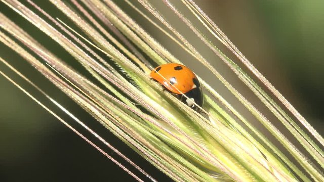 Adonis Ladybird sways in strong wind, Ladybug sits on dry leaf on green background, forest, field, garden. View Macro insect in wildlife