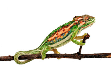 Cape dwarf chameleon / Buntes Zwergchamäleon (Bradypodion pumilum) © bennytrapp