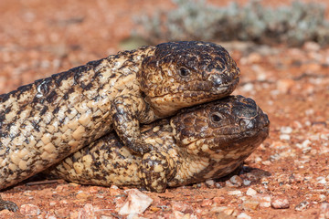 Shingle-back Lizard