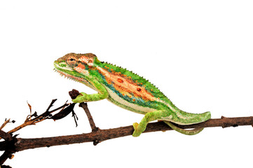 Cape dwarf chameleon / Buntes Zwergchamäleon (Bradypodion pumilum) © bennytrapp