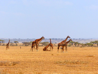 African Giraffe (Giraffa camelopardalis) Landscape Serengeti National Park Tanzania Africa