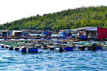 Fototapeta na wymiar vietnam's mussel farm