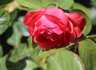 Flourishing Red Rose