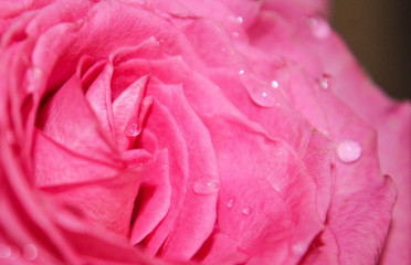 Blossoming Pink Rose