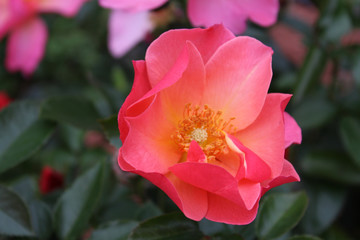 Blooming Pink Shrub Rose