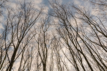 Bare treetops in winter, trees in winter, bare trees, blue sky with small clouds