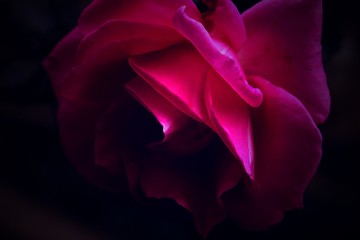 Dark Rose