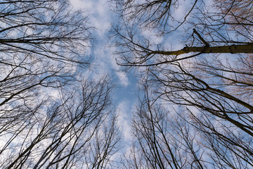 Bare treetops in winter, trees in winter, bare trees, blue sky with small clouds